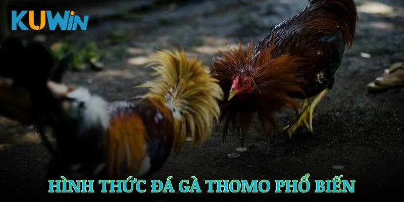 Những hình thức đá gà thomo phổ biến và thú vị